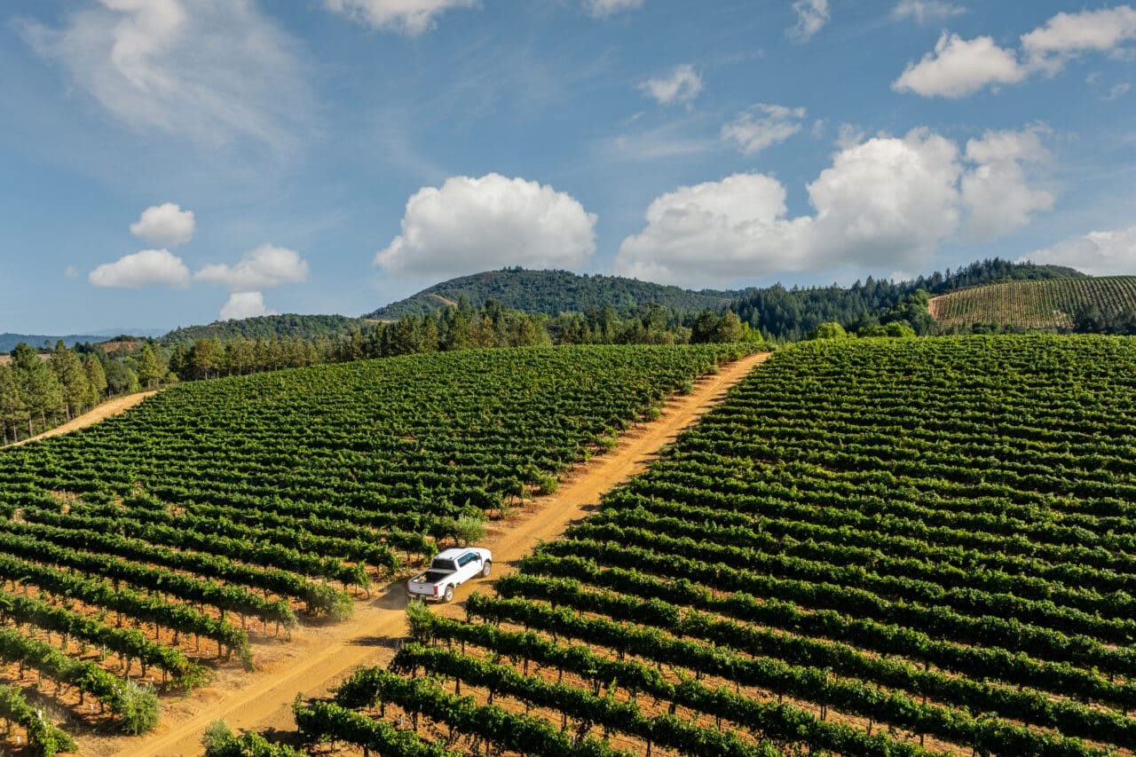 Merlo Vineyard