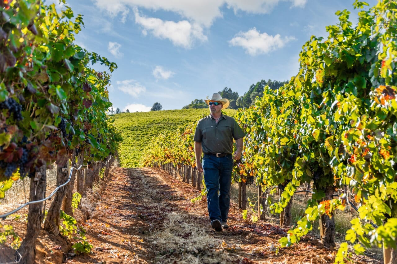 Merlo Vineyard