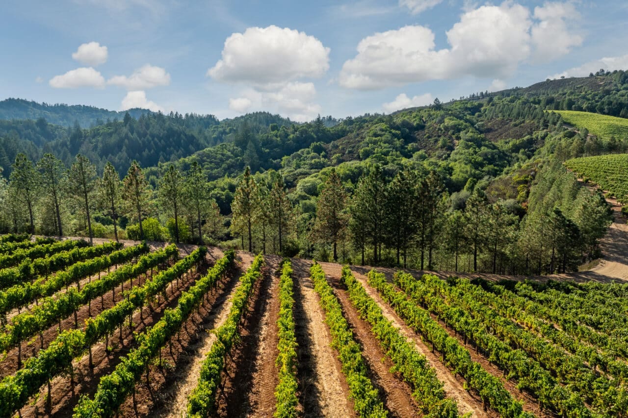 Merlo Vineyard