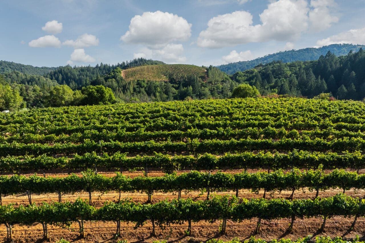 Merlo Vineyard