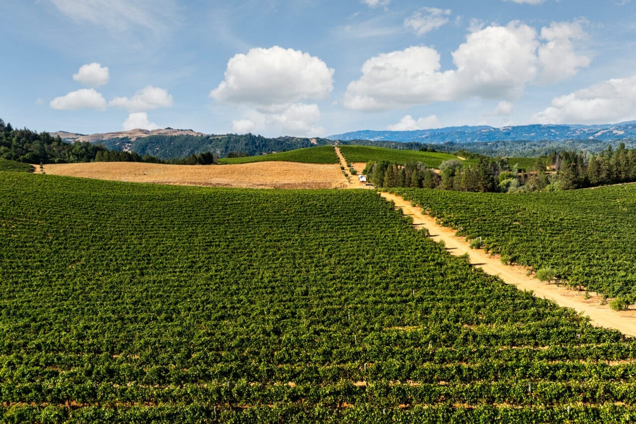 Merlo Vineyard