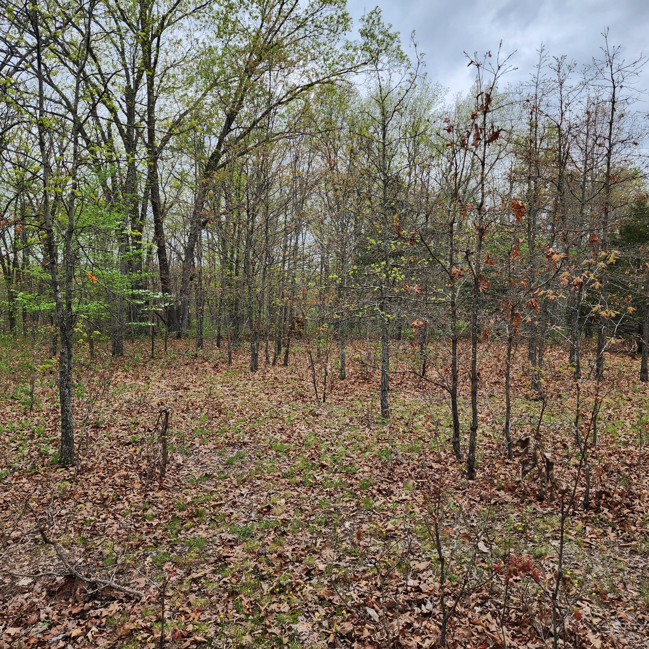 Listing Image 33