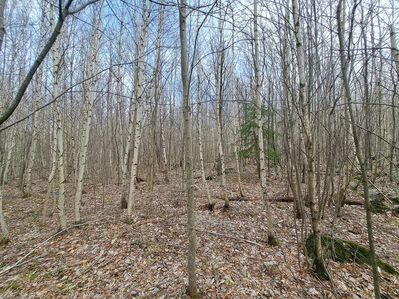 Listing Image 57