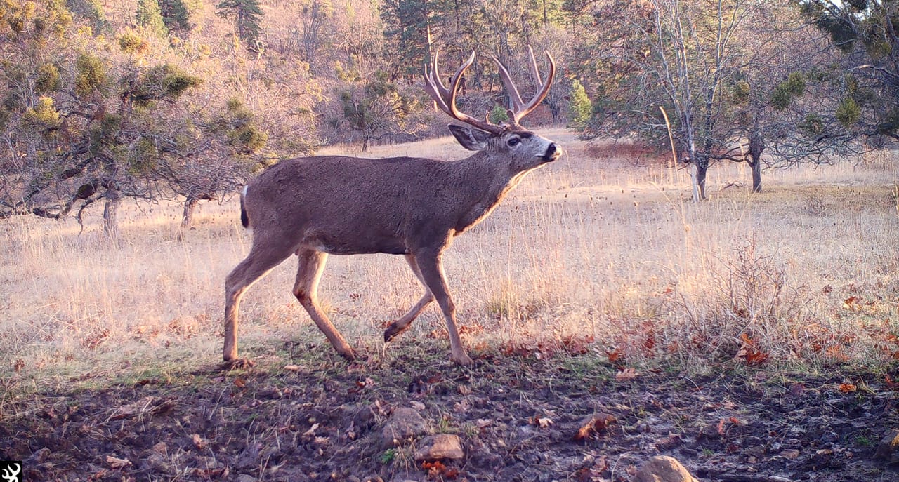 Listing Image 12