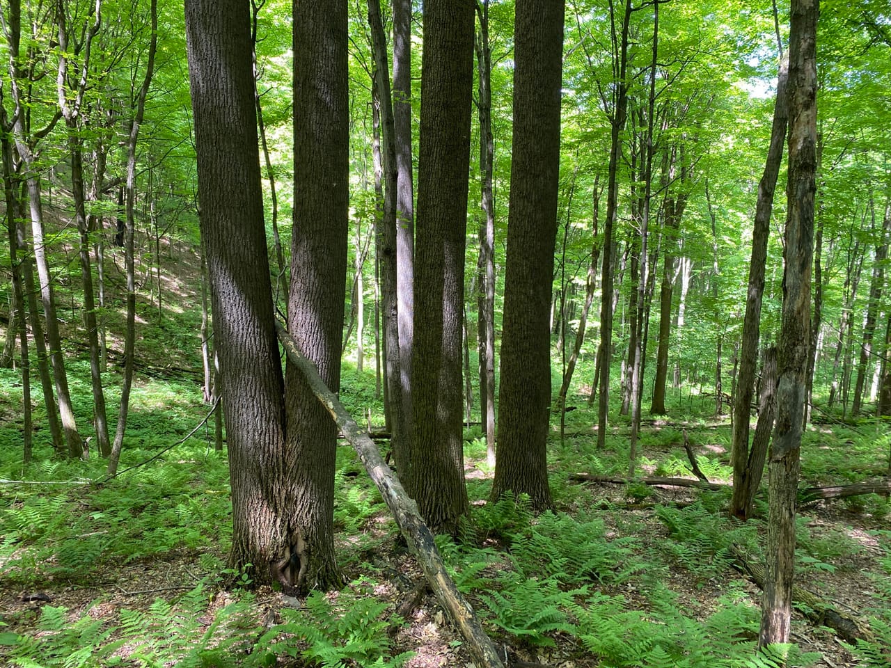 Listing Image 37