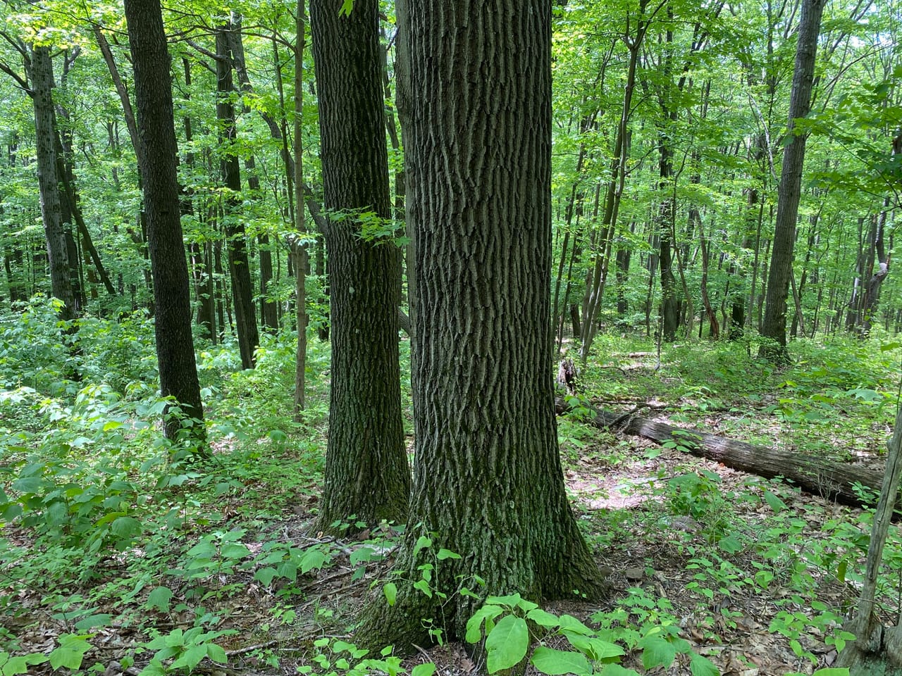 Listing Image 68