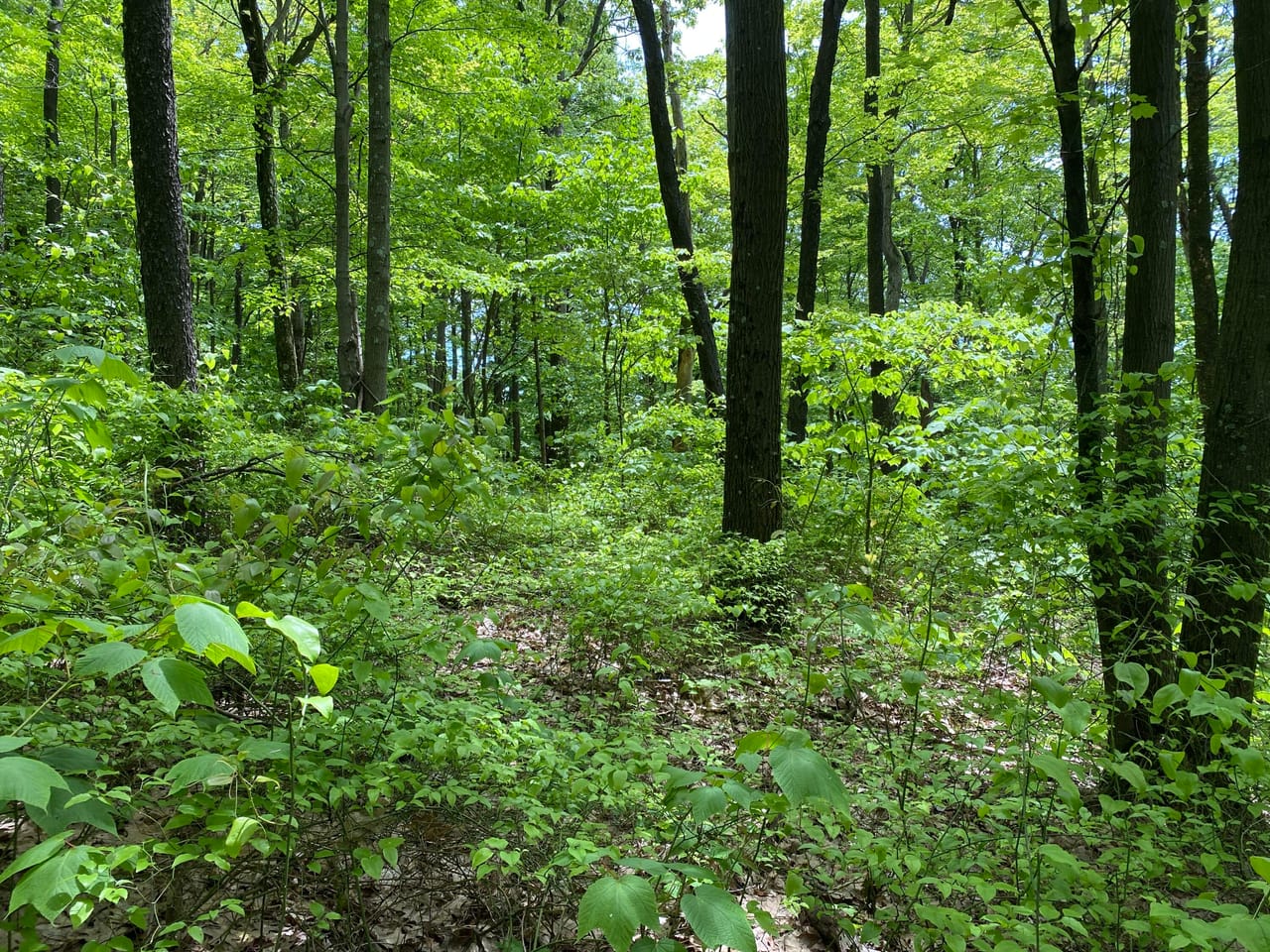 Listing Image 75