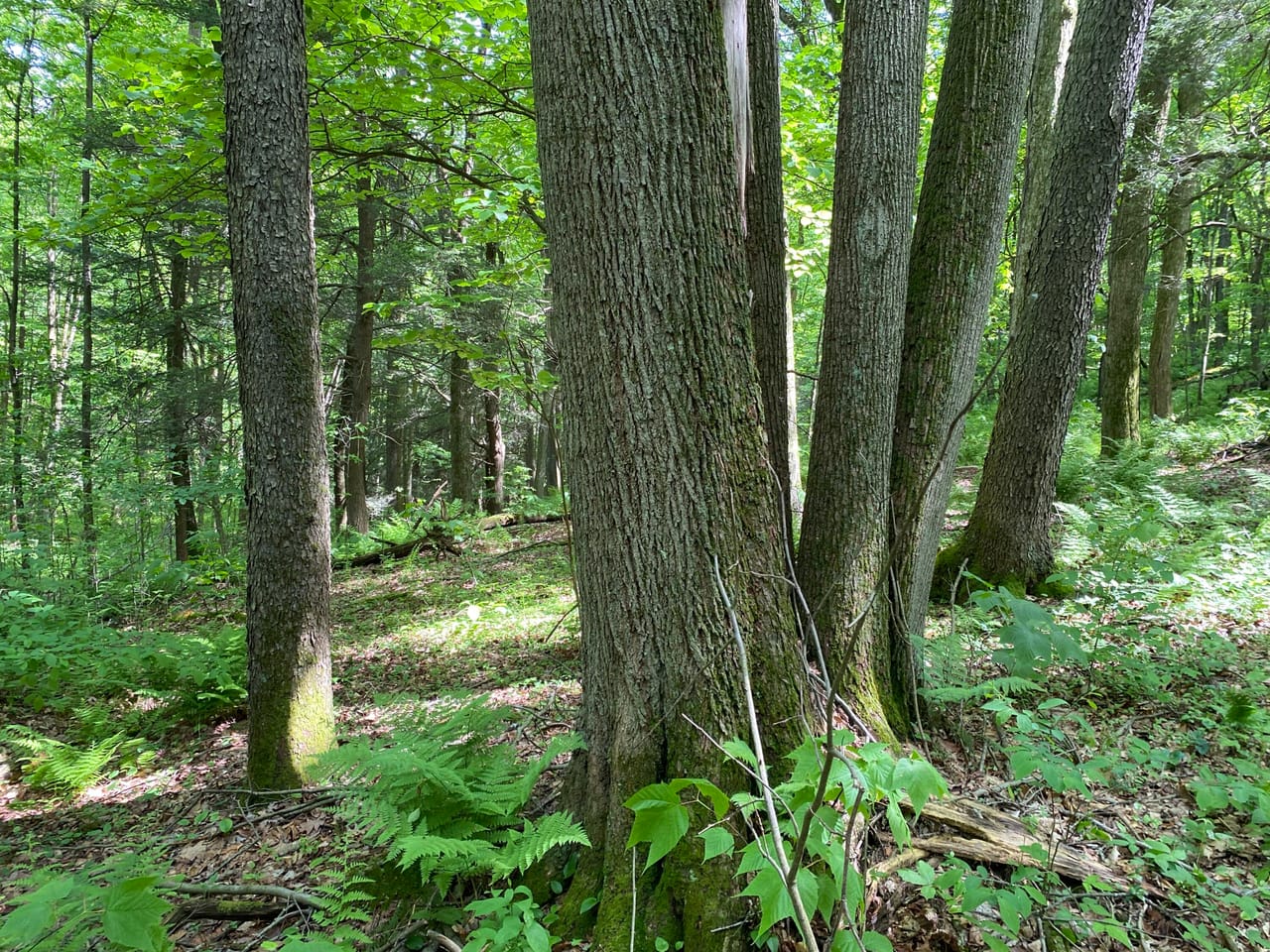 Listing Image 80