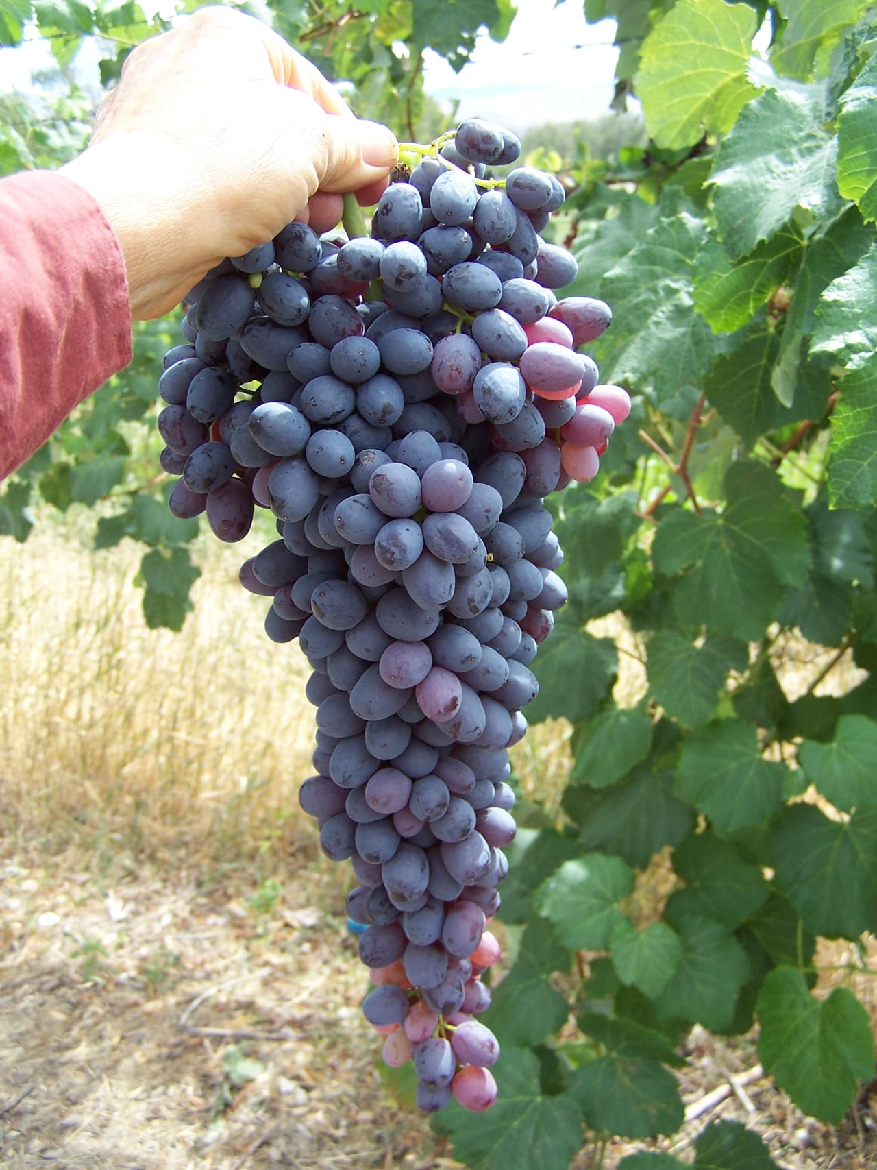 Eagle Creek Orchard