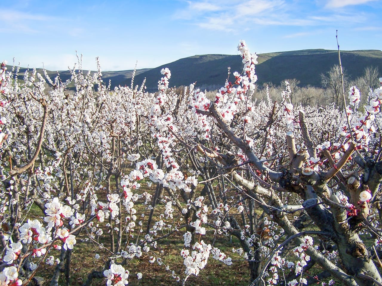 Eagle Creek Orchard
