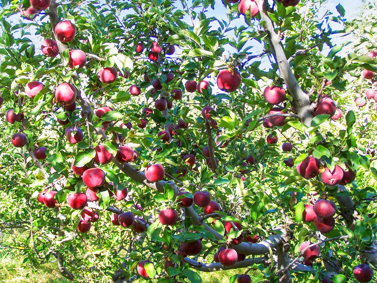 Eagle Creek Orchard