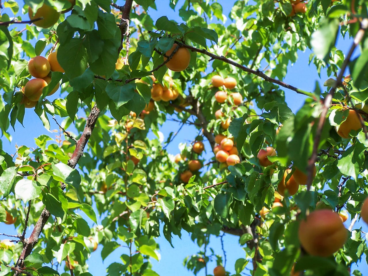 Eagle Creek Orchard