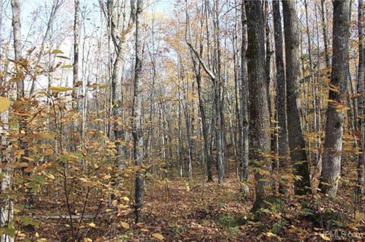 Michigan 80 Wooded Acres 50143428