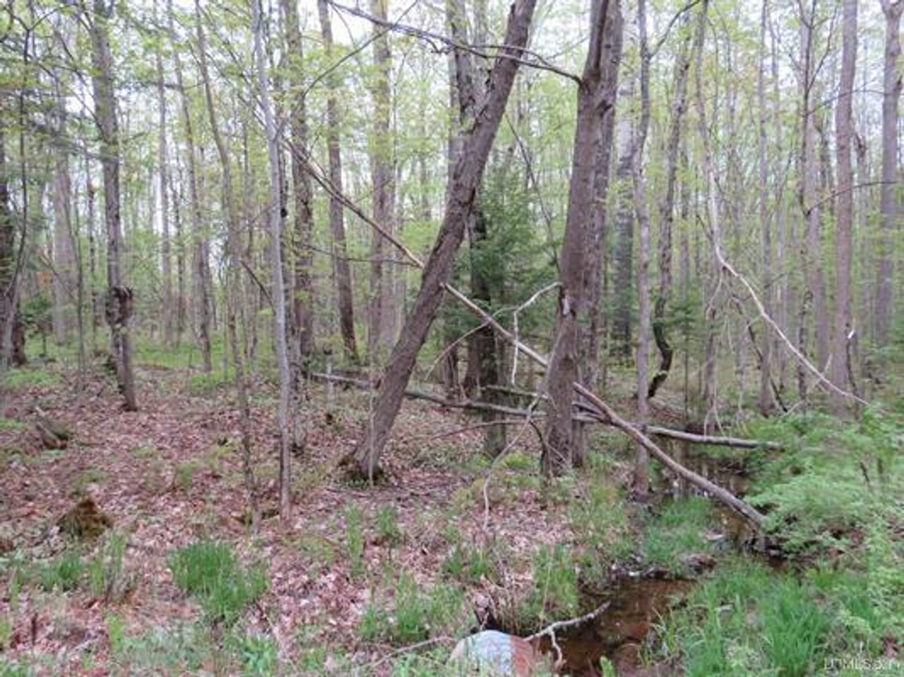 Michigan 80 Wooded Acres 50143428