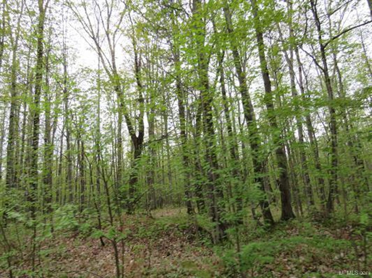 Michigan 80 Wooded Acres 50143428