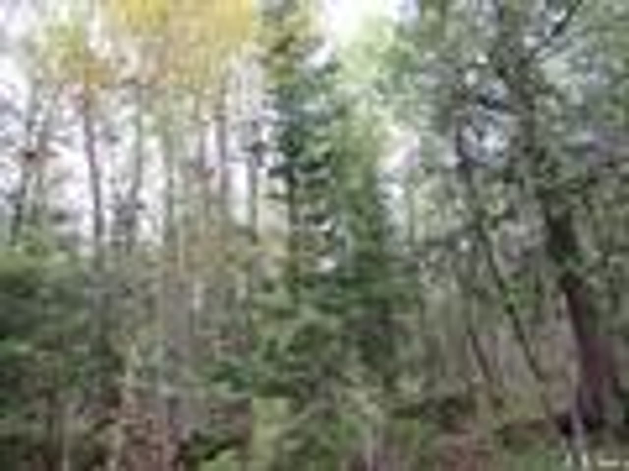 Michigan 80 Wooded Acres 50143428