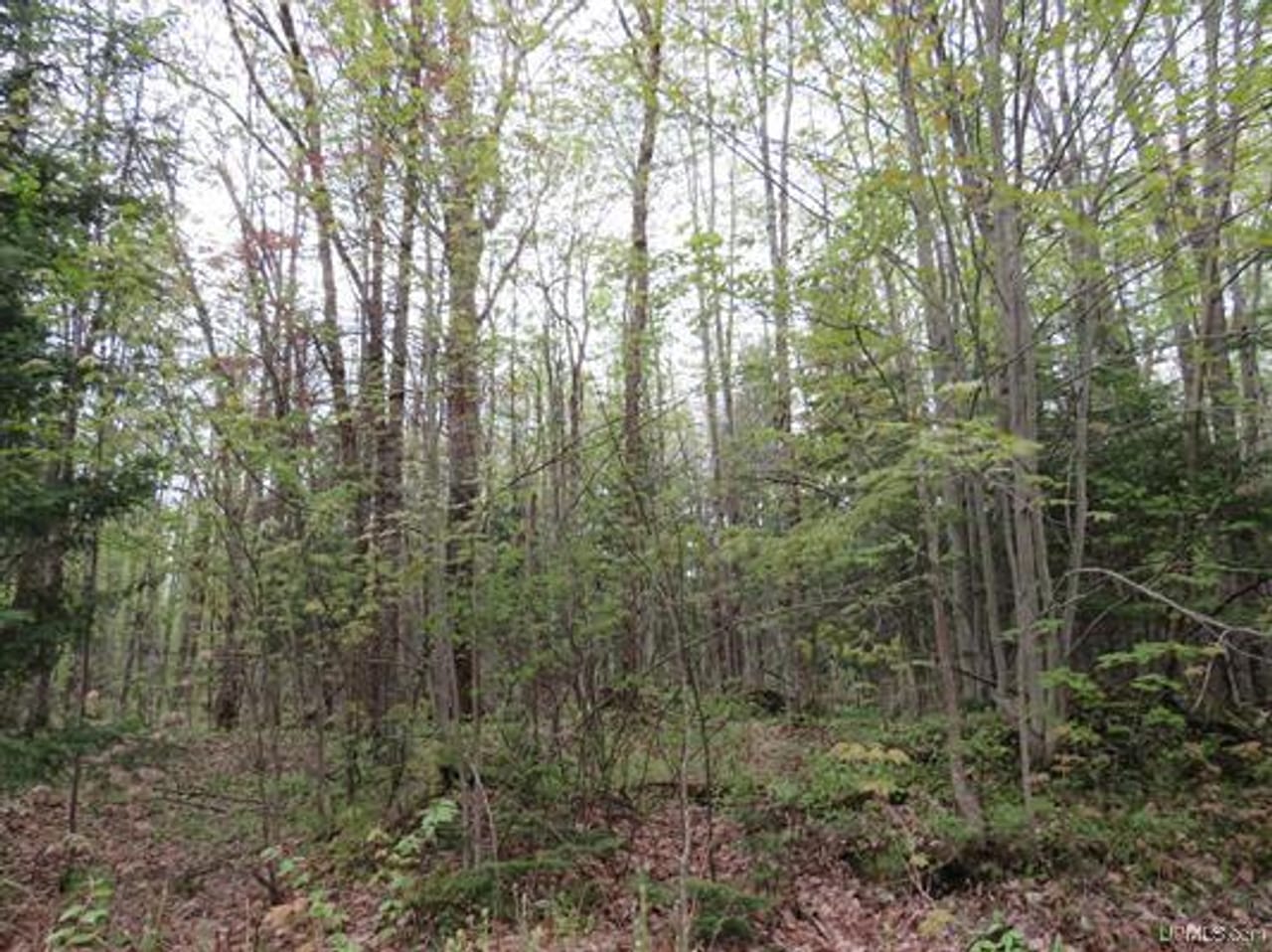 Michigan 80 Wooded Acres 50143428