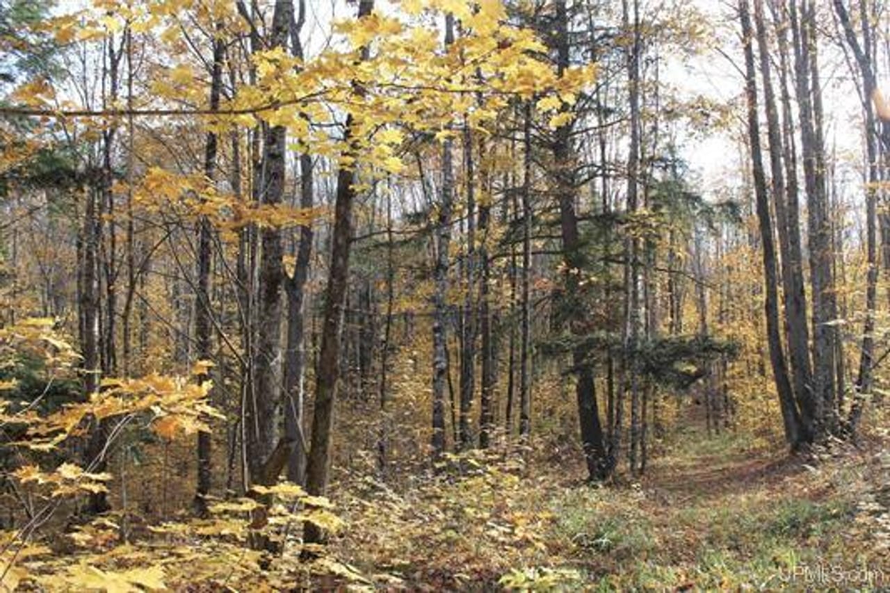 Michigan 80 Wooded Acres 50143428