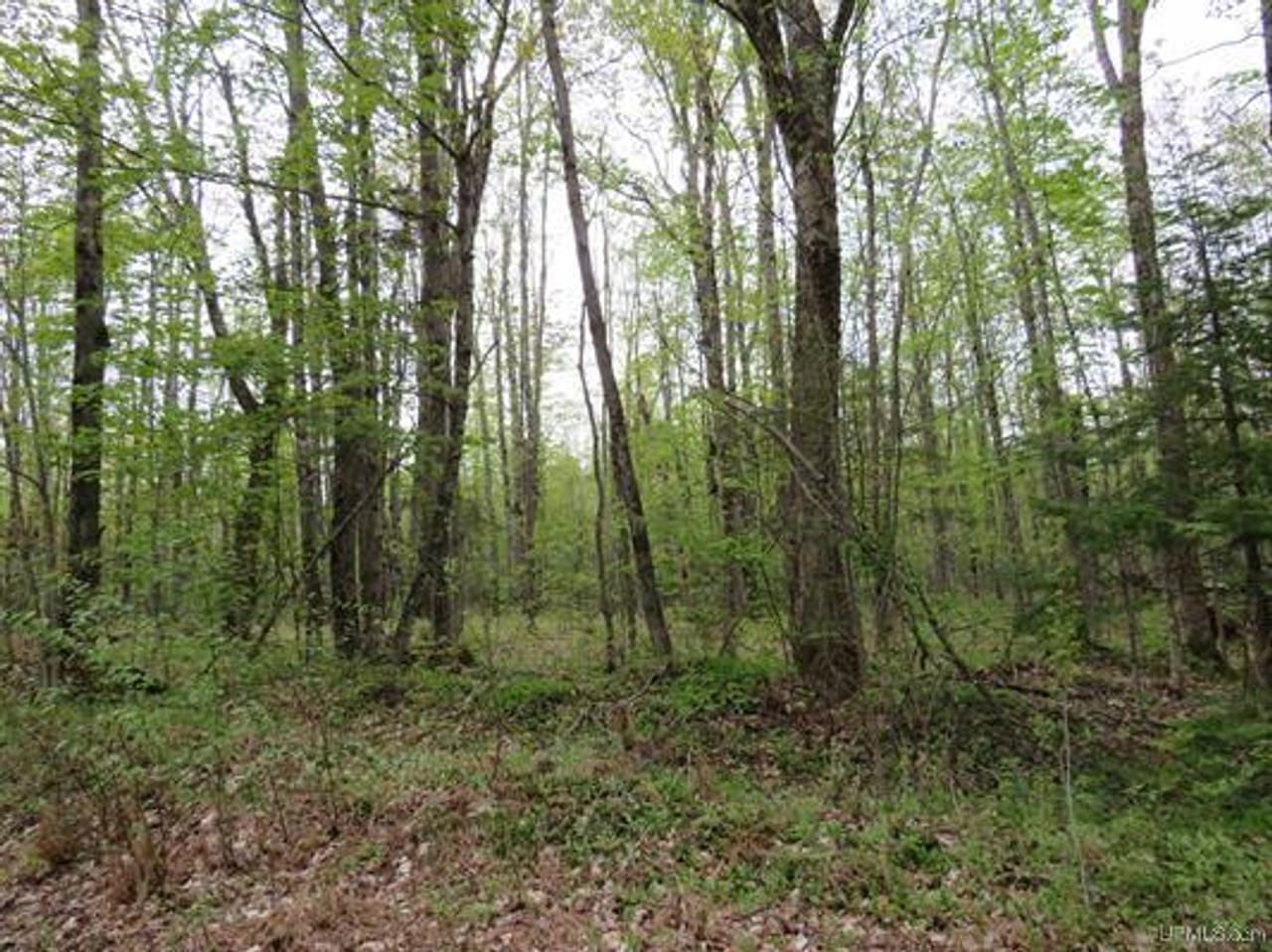 Michigan 80 Wooded Acres 50143428