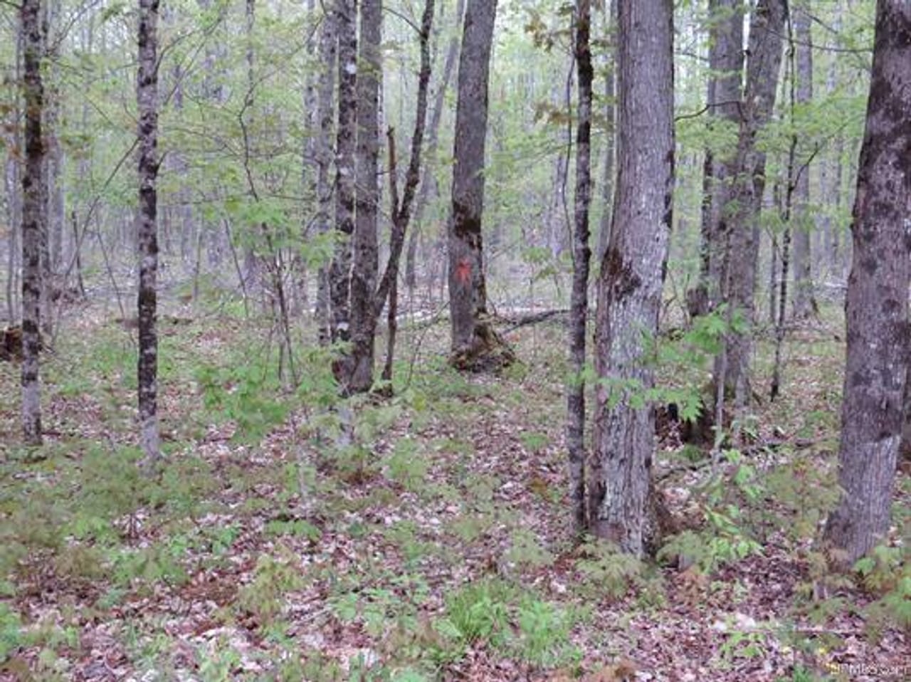 Michigan 80 Wooded Acres 50143428