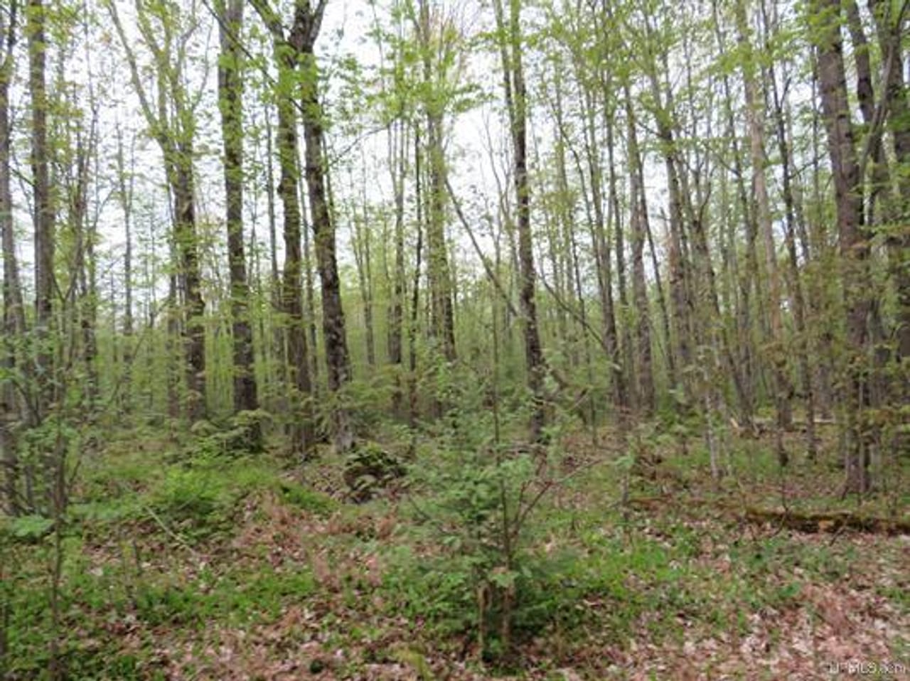Michigan 80 Wooded Acres 50143428