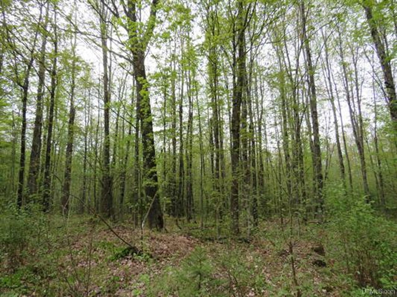 Michigan 80 Wooded Acres 50143428