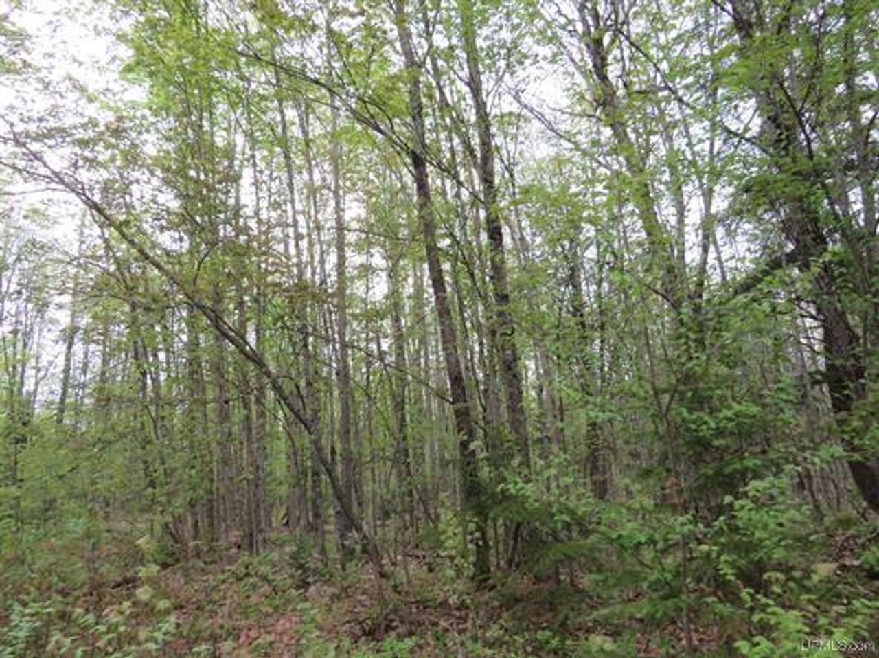 Michigan 80 Wooded Acres 50143428
