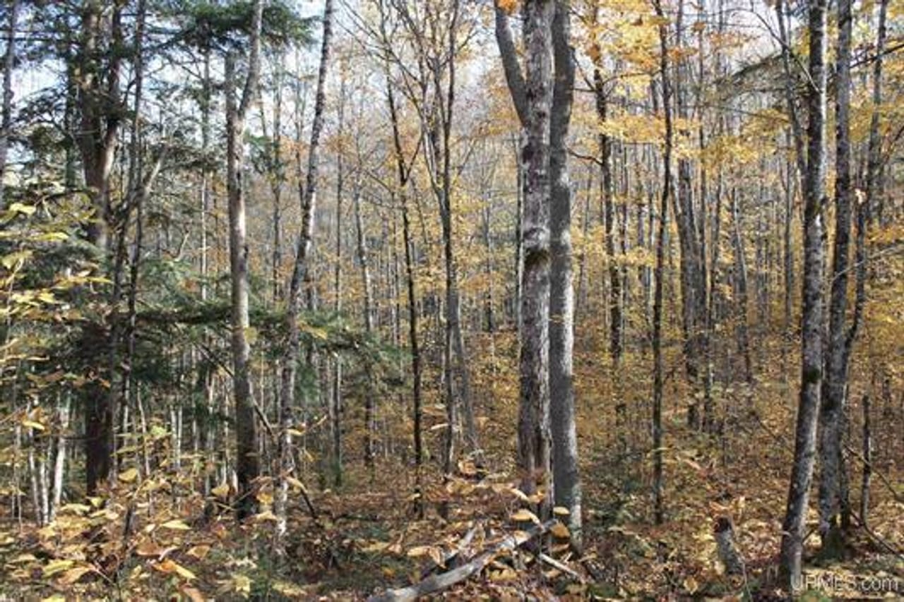 Michigan 80 Wooded Acres 50143428
