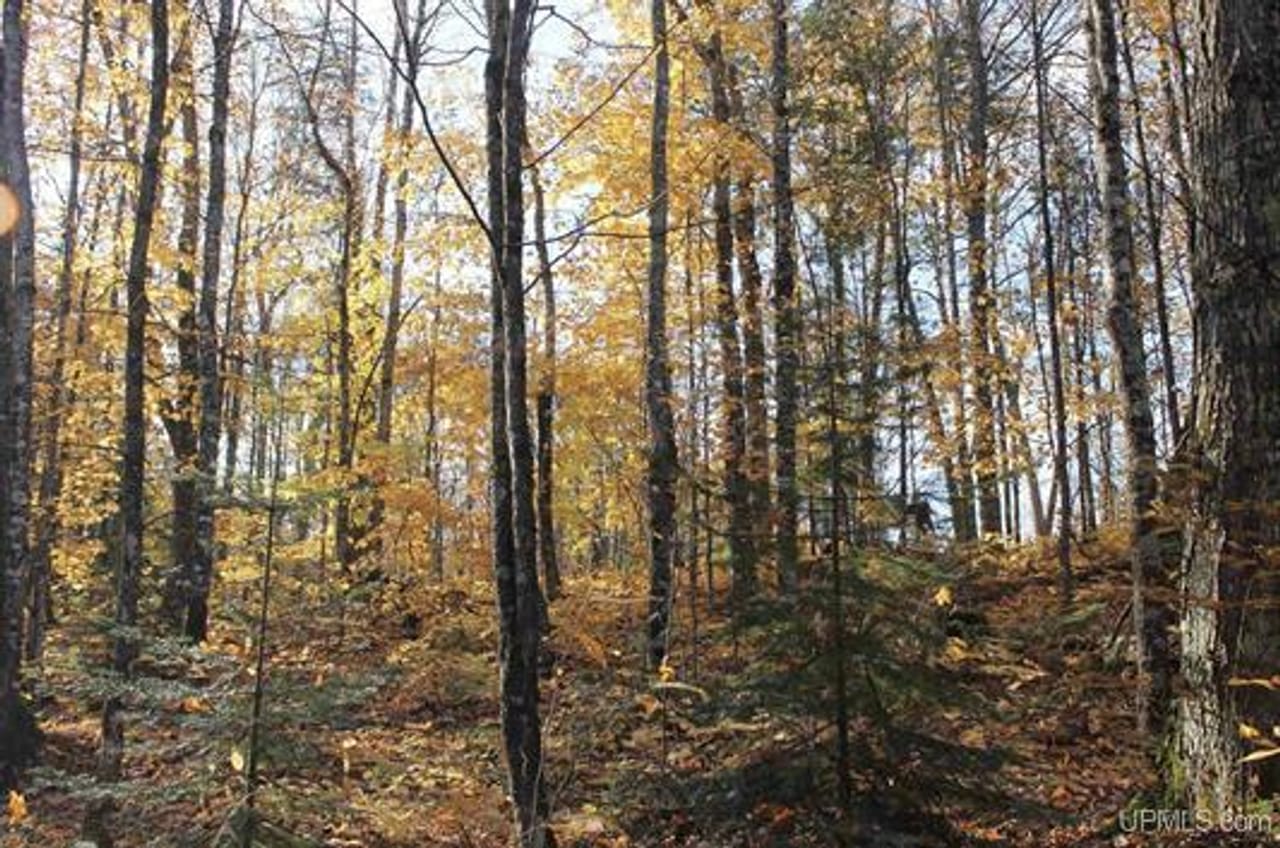 Michigan 80 Wooded Acres 50143428