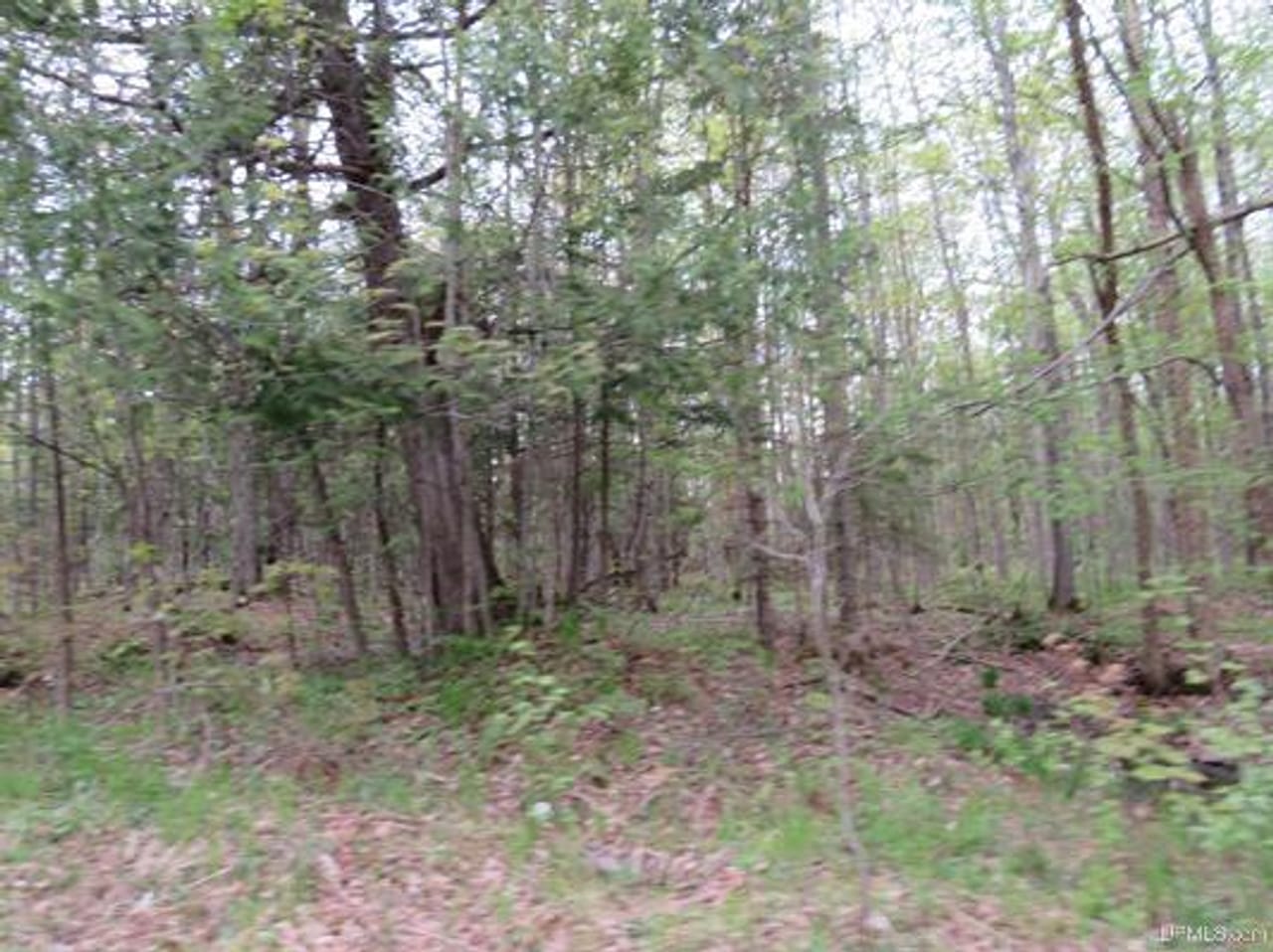Michigan 80 Wooded Acres 50143428