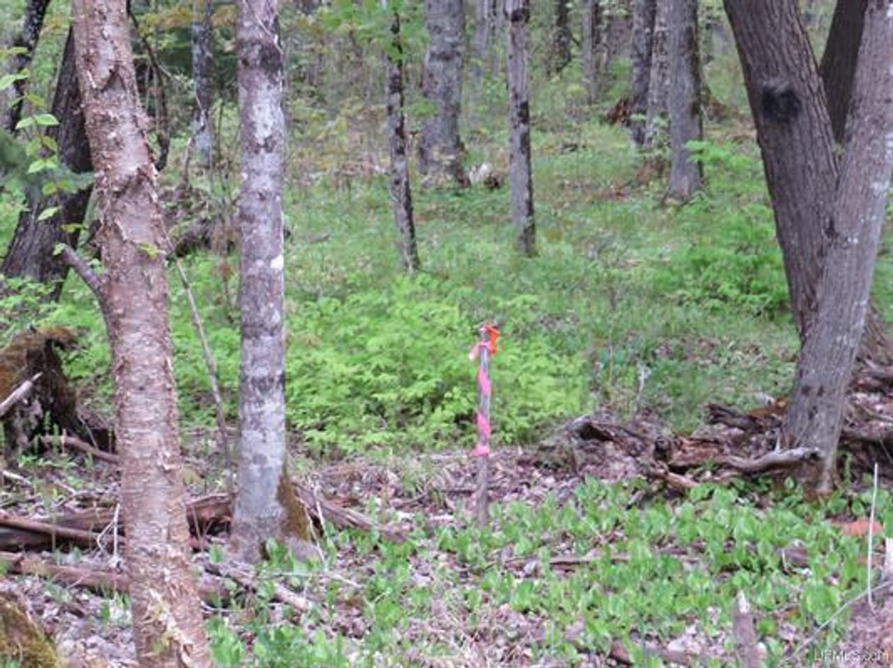 Michigan 80 Wooded Acres 50143428