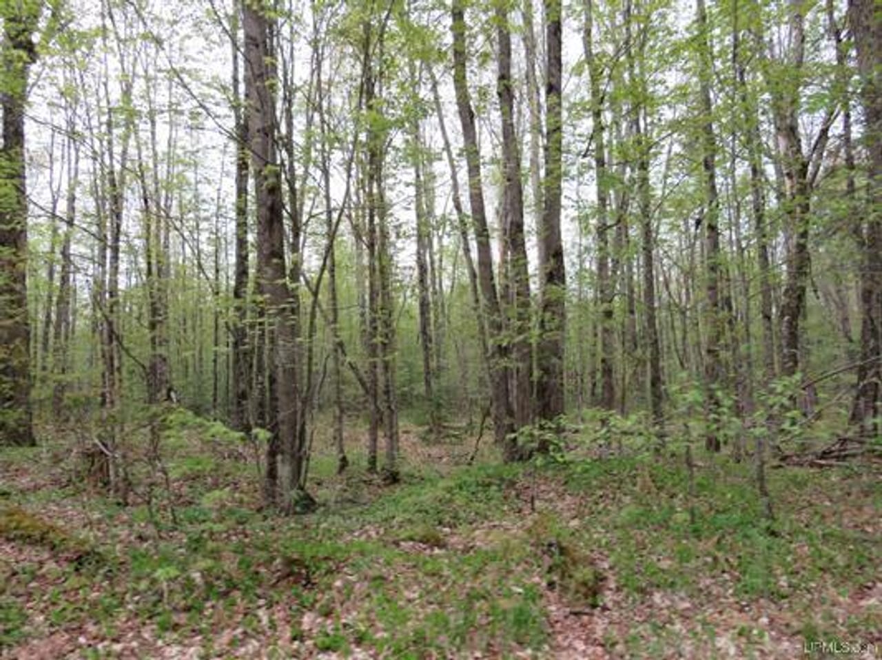 Michigan 80 Wooded Acres 50143428