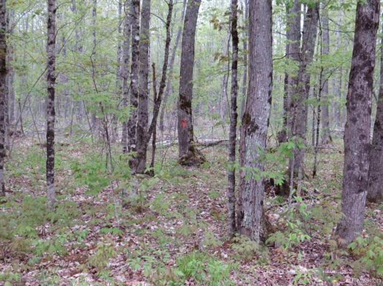 Michigan 80 Wooded Acres 50143428