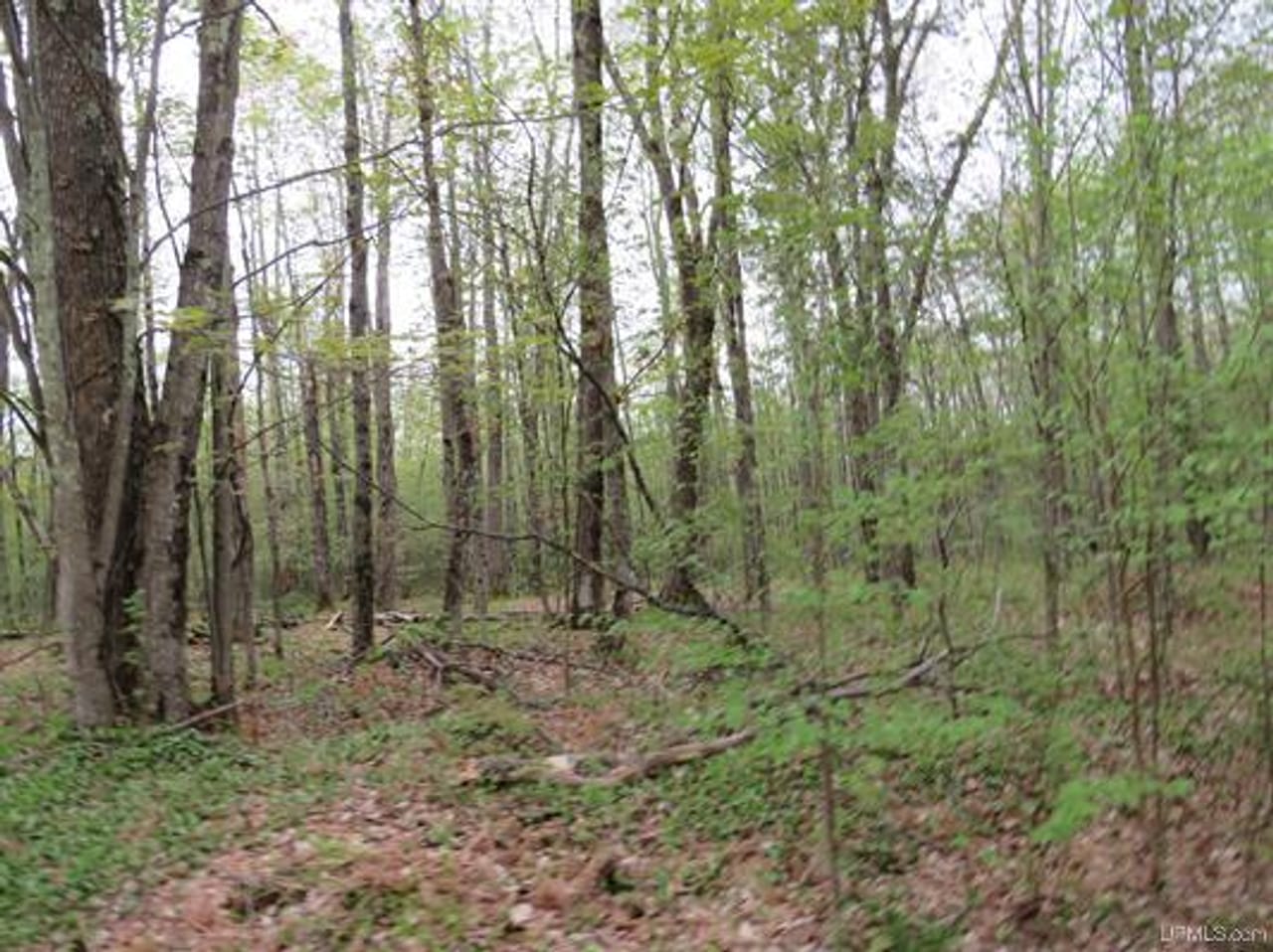 Michigan 80 Wooded Acres 50143428