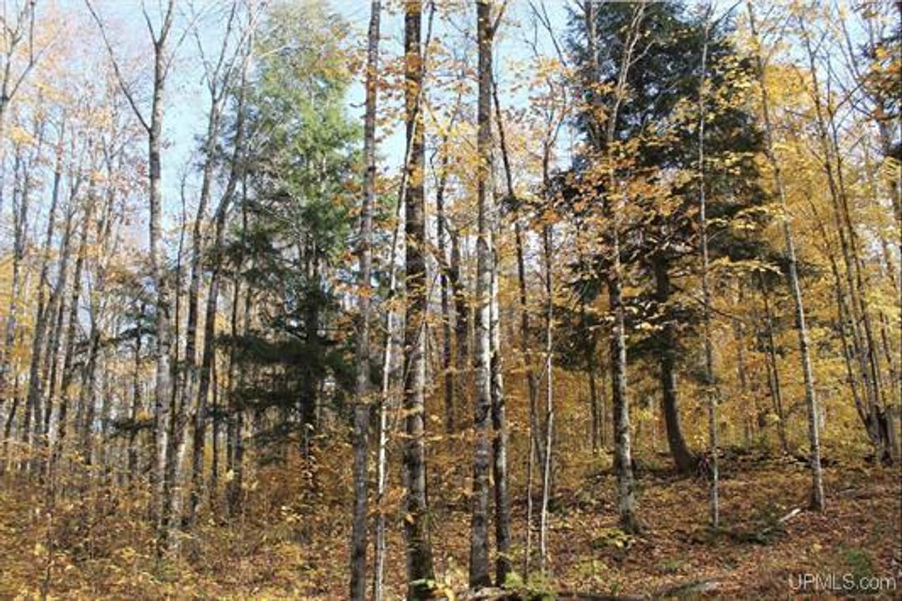 Michigan 80 Wooded Acres 50143428