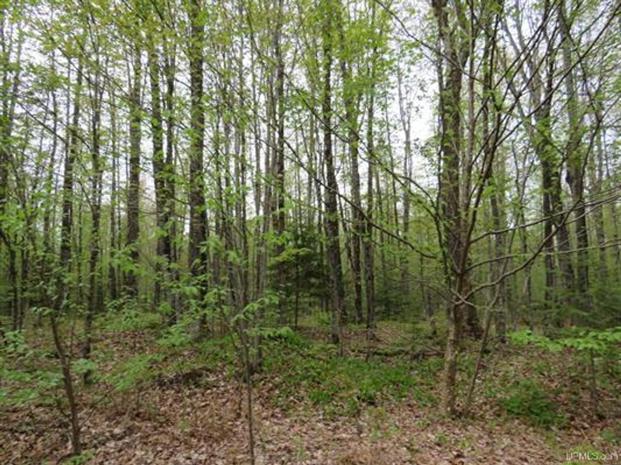 Michigan 80 Wooded Acres 50143428