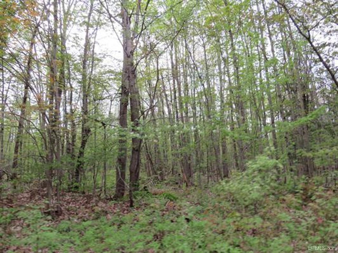 Michigan 80 Wooded Acres 50143428