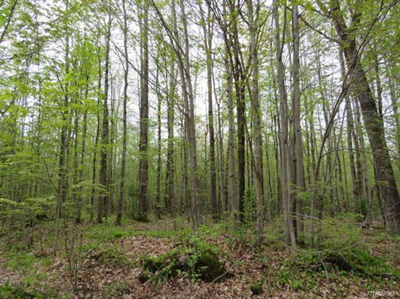 Michigan 80 Wooded Acres 50143428