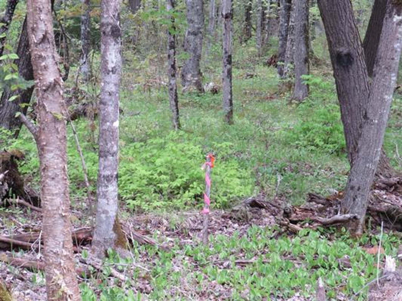 Michigan 80 Wooded Acres 50143428