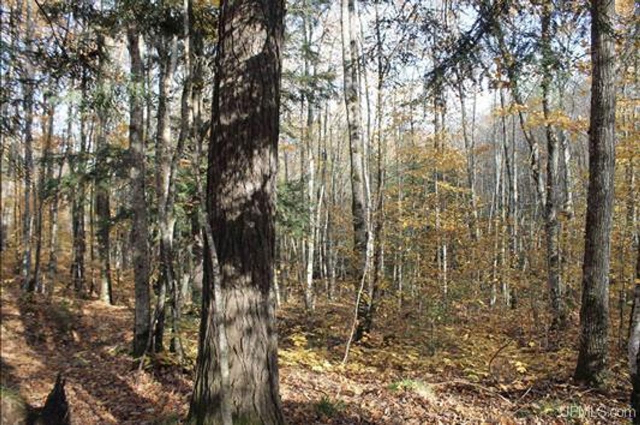 Michigan 80 Wooded Acres 50143428