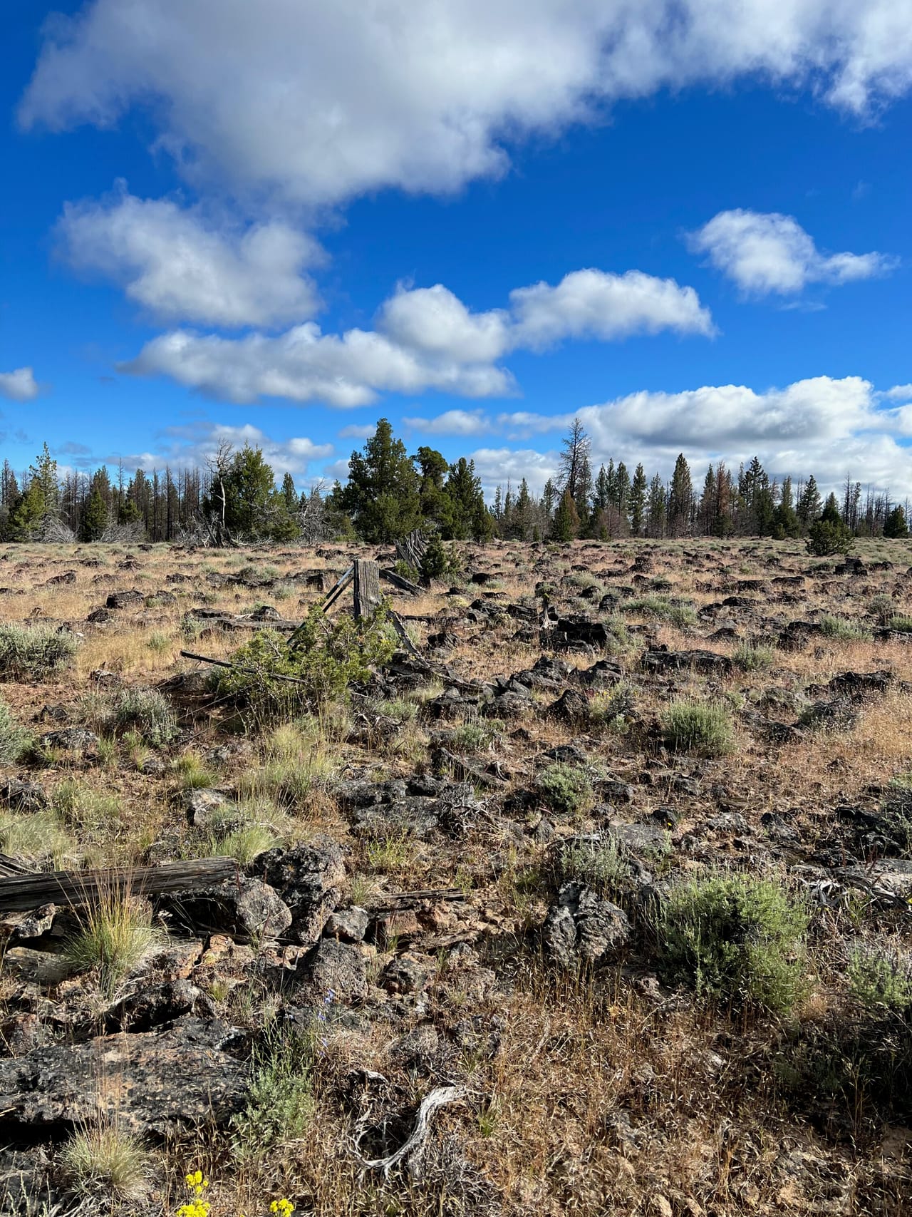 Listing Image 67