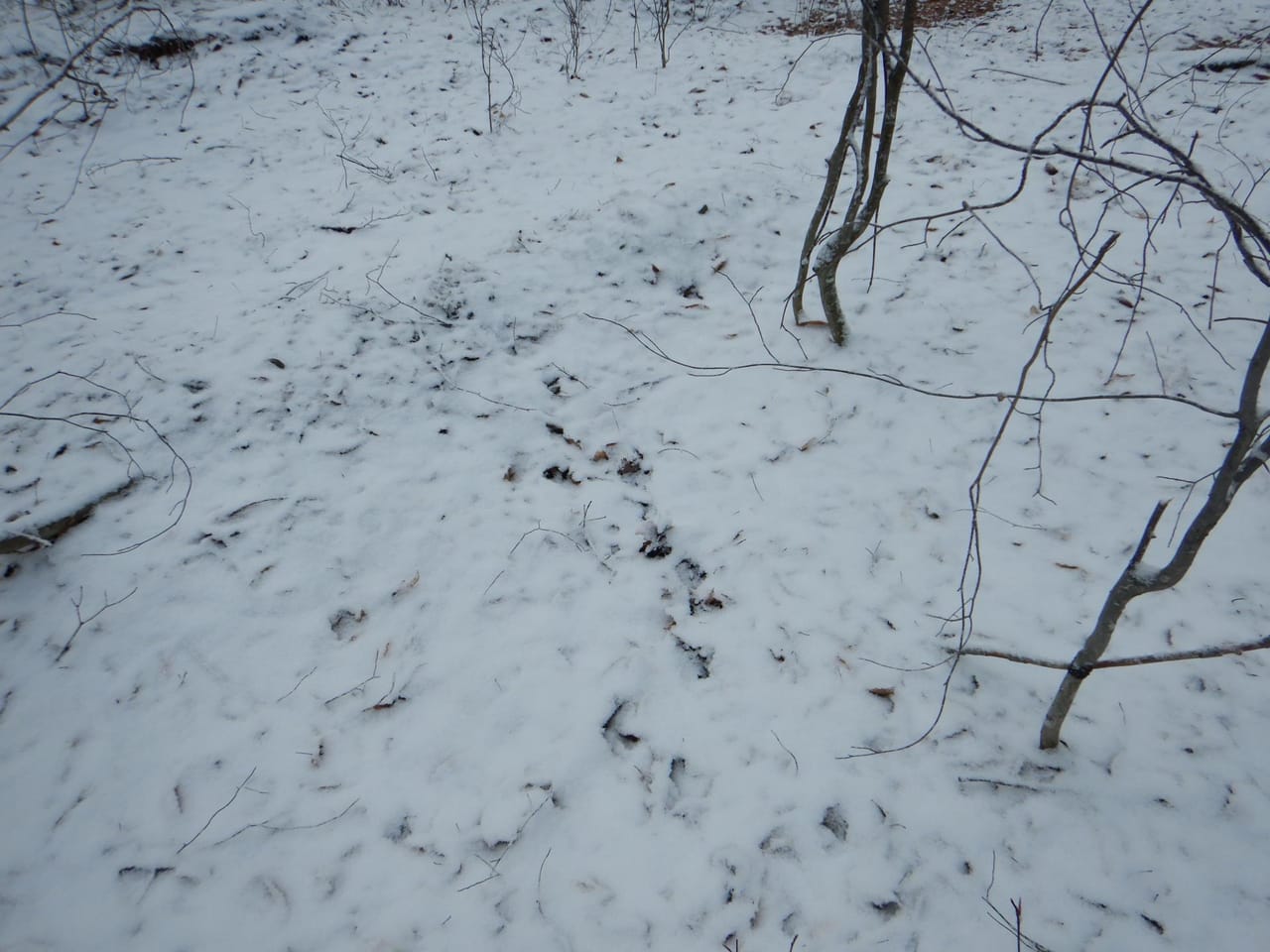 Listing Image 70