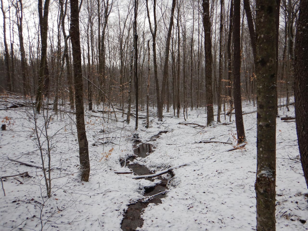 Listing Image 81