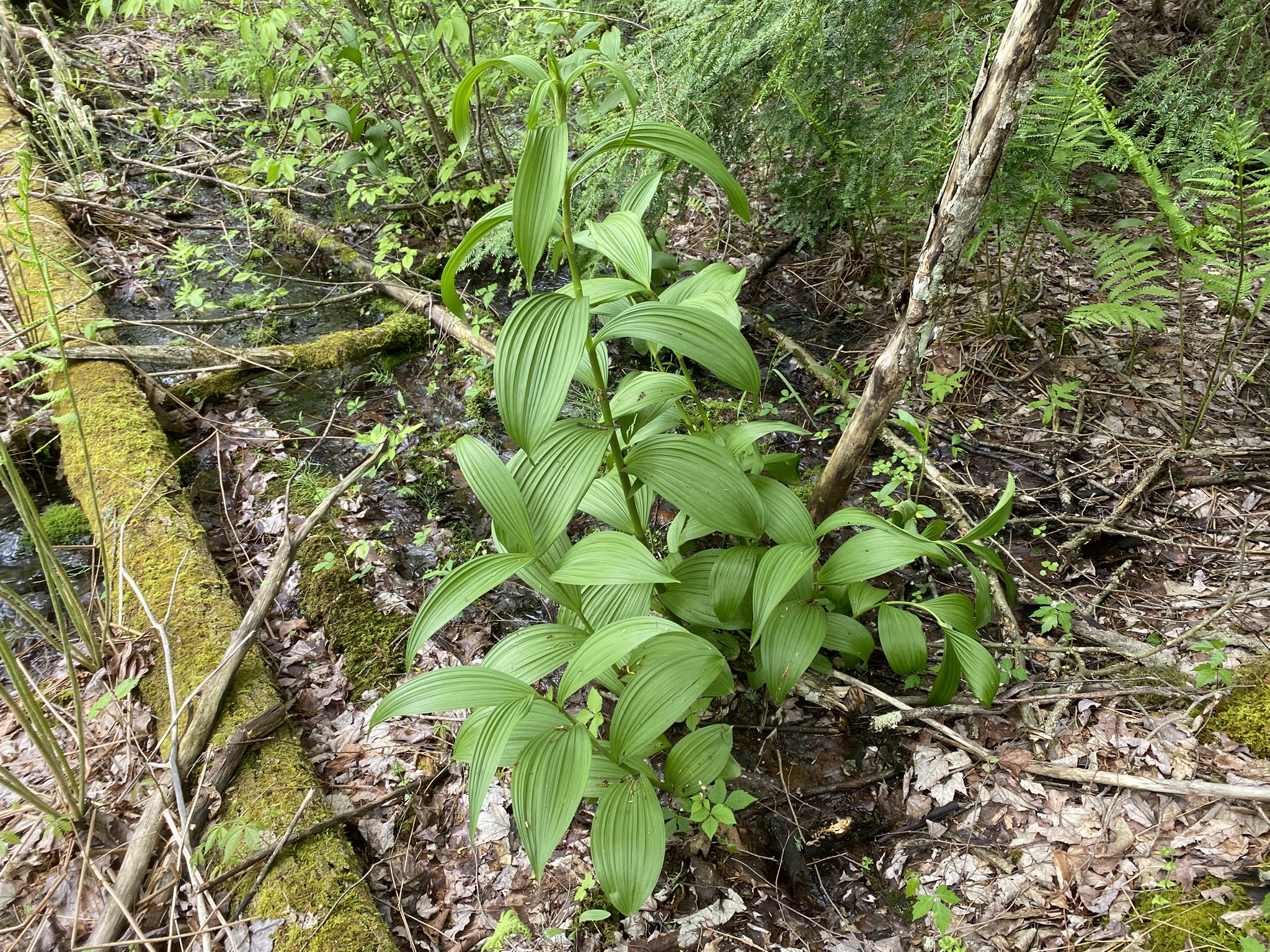 Little Salmon River Country