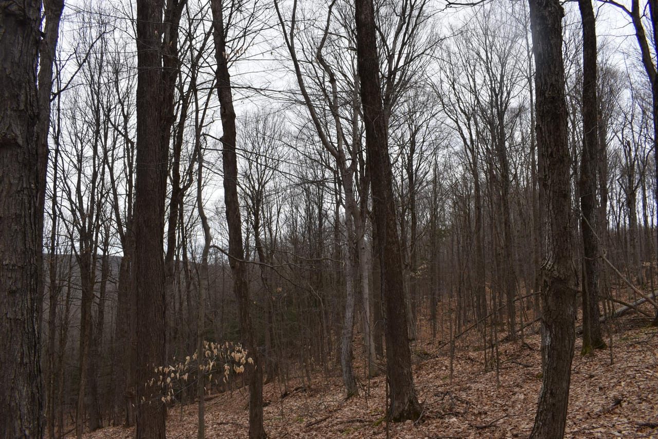 Listing Image 78