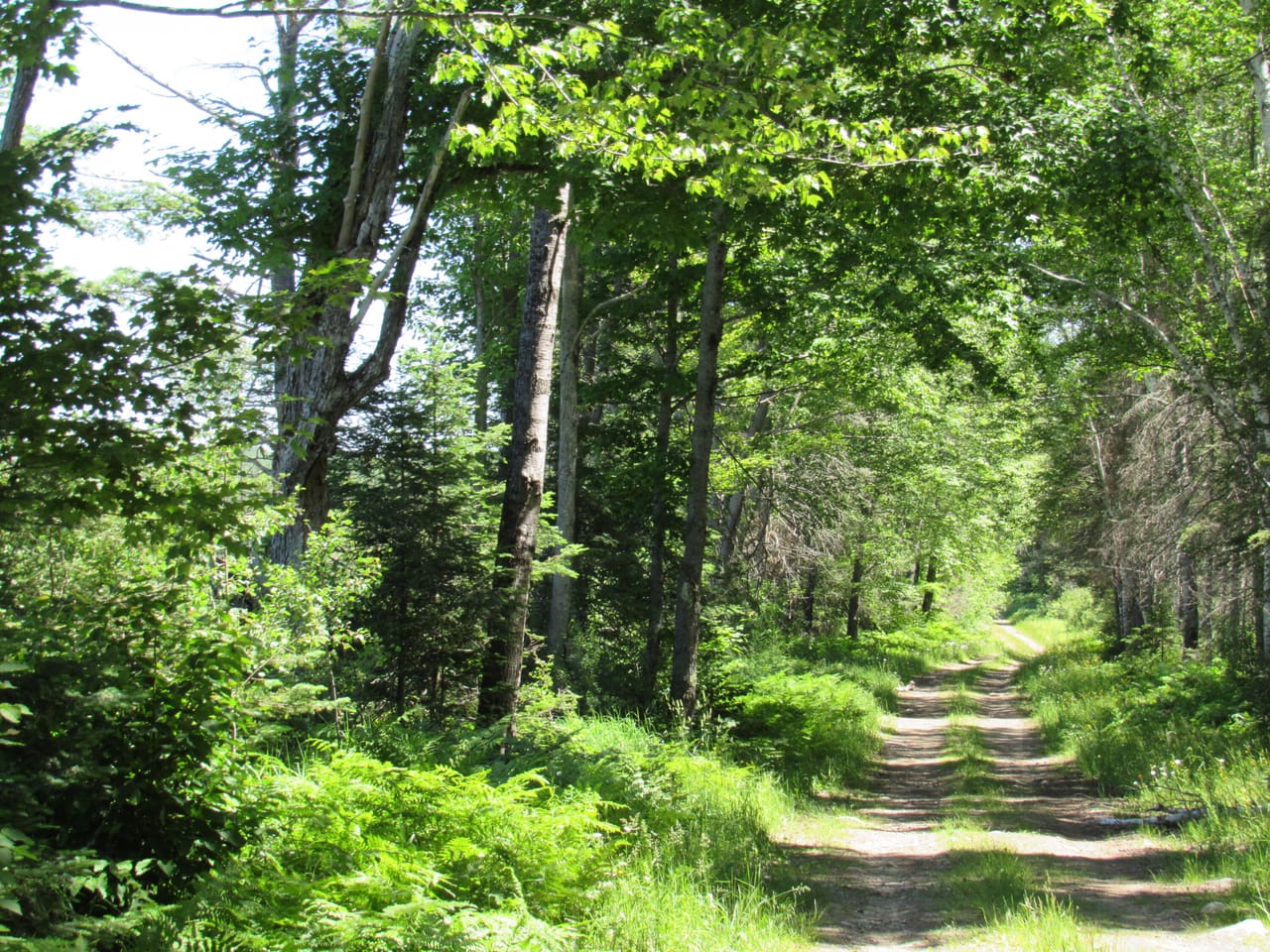 Beautiful 240 +/- Acre Parcel 50148315