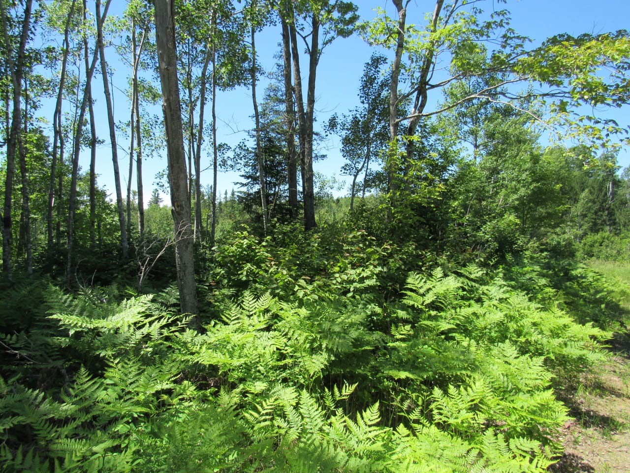 Beautiful 240 +/- Acre Parcel 50148315