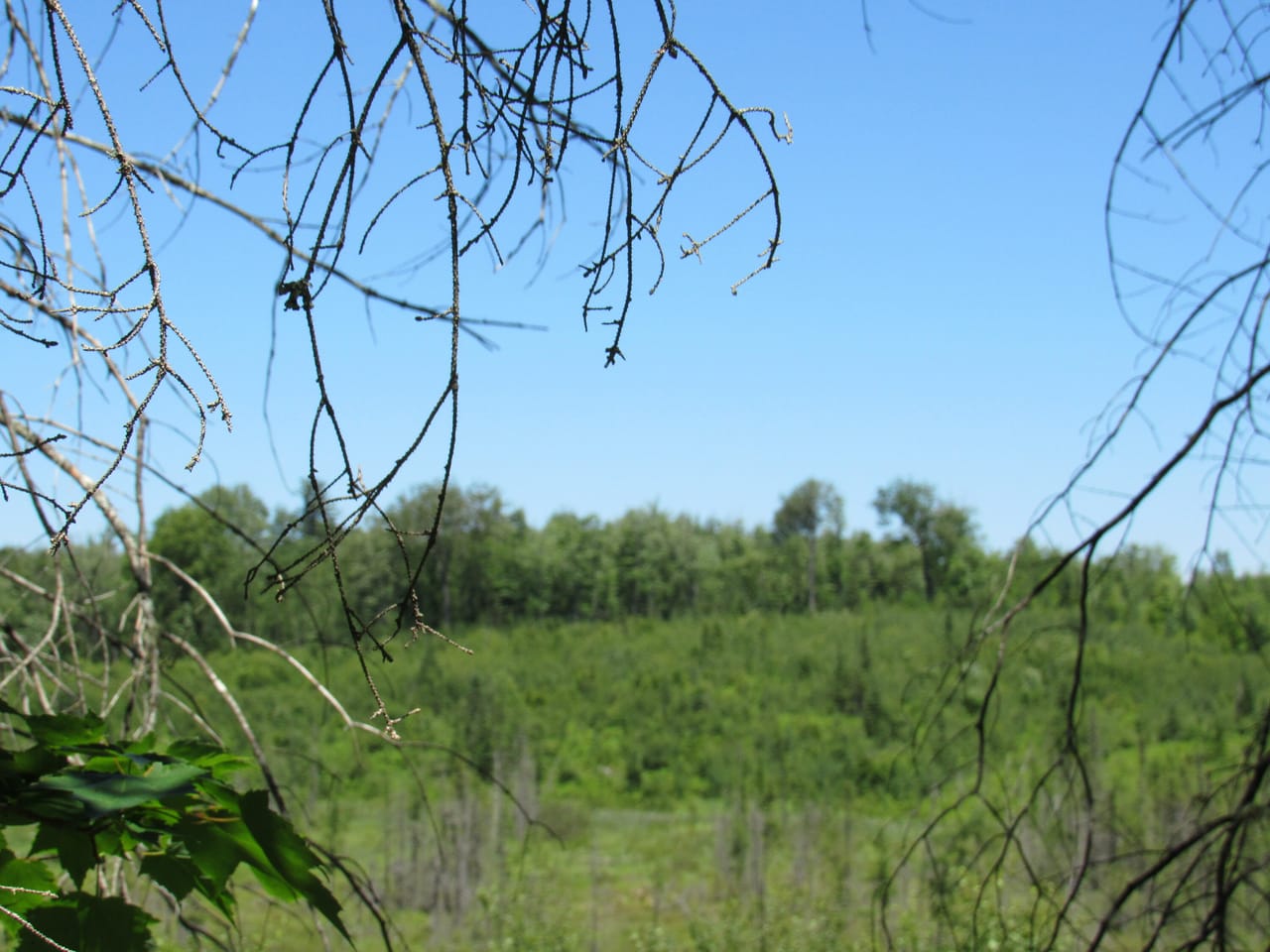 Beautiful 240 +/- Acre Parcel 50148315