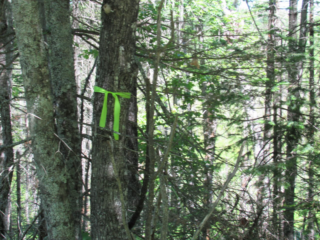 Beautiful 240 +/- Acre Parcel 50148315