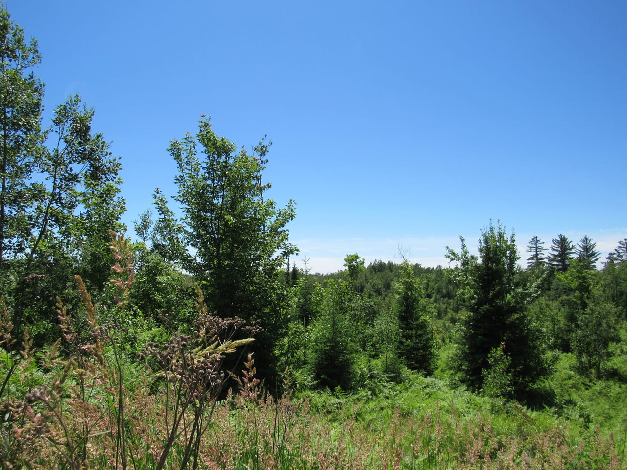 Beautiful 240 +/- Acre Parcel 50148315